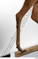 Leg Deer Animal photo references